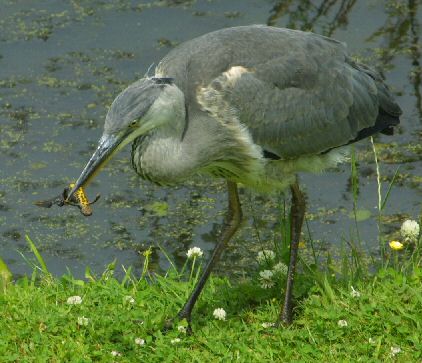 heron eating Great Crested Newt