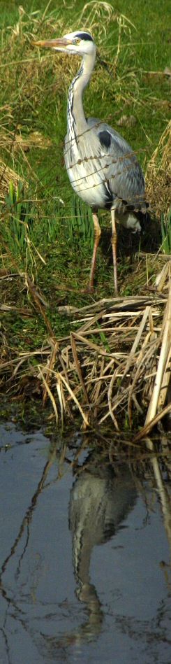 heron at ponds edge