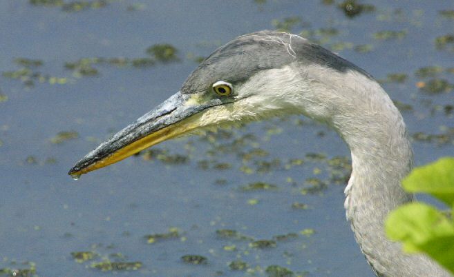 heron head detail