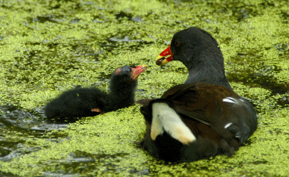 3
        frame sequence of Moorhen Feeding Chick